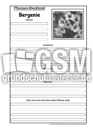 Pflanzensteckbrief-Bergenie-SW.pdf